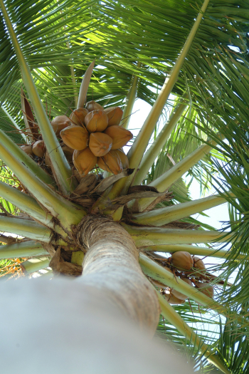 Gesund mit Kokosöl Gesund mit Kokosöl